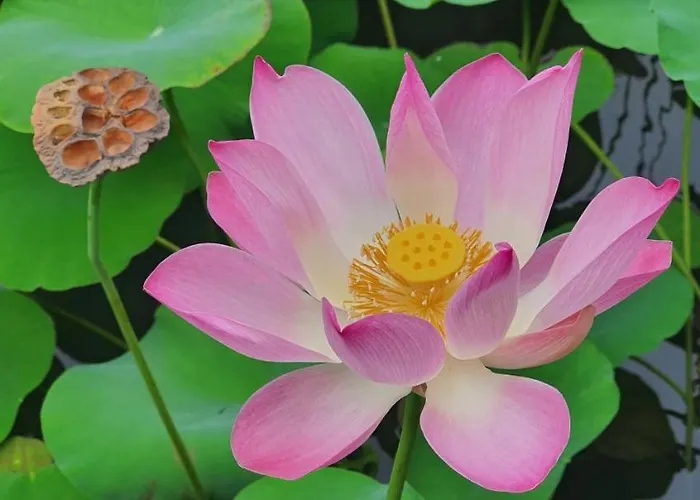 Lotus Candidasa